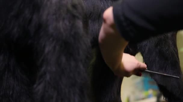 Close-up van het gezicht van de honden op de trimmers kamer, waar de meester schaar schaar overtollige wol. — Stockvideo