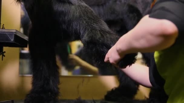 Detail ruky čeledín stříhání psa v salonu krásy pro psy s elektrickým clipper. — Stock video