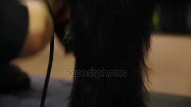 Yün köpek pençeleri üzerinde kesti. Profesyonel damat