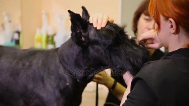 İki kadın yakın çekim büyük bir siyah köpek makasla kesme. Kürk köpek namlu üzerinde kesti. damat