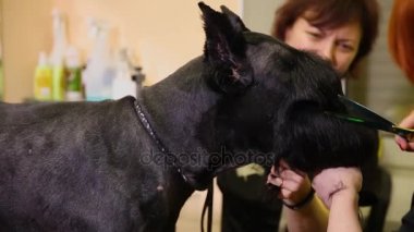 Köpekler için güzellik salonunda iki kadın groomers köpek kaynak için hazırlamak.