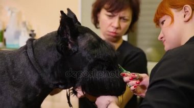 İki kadın yakın çekim büyük bir siyah köpek makasla kesme. Köpekler için güzellik salonunda iki kadın groomers köpek kaynak için hazırlamak.
