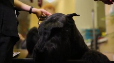 Köpekler için güzellik salonunda iki kadın groomers köpek kaynak için hazır olun. Saç köpekler yüzünde kesme. Büyük siyah köpek.