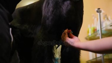 İki kadın yakın çekim büyük bir siyah köpek makasla kesme. Büyük bir siyah köpek göğüs tıraş.
