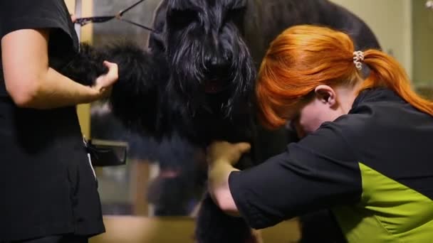 Två kvinna närbild skeva en stor svart hund med sax. Raka tassar av hunden — Stockvideo