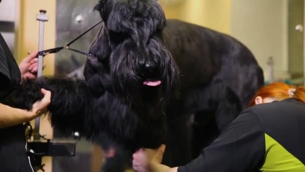 Afeitarse las patas del perro . — Vídeos de Stock