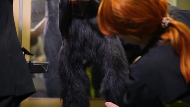 Dos mujeres cizallan de cerca un gran perro negro con tijeras. Cortar la lana en las patas del perro . — Vídeo de stock