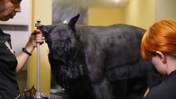 Dos mujeres cizallan de cerca un gran perro negro con tijeras. Corta la lana de las patas del perro. Aseo profesional — Vídeos de Stock