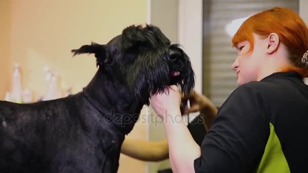 Två kvinna närbild skeva en stor svart hund med sax. Klipp pälsen på nosen på hunden. Professionell groomer — Stockvideo