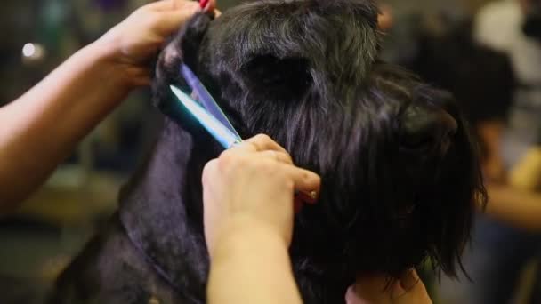 In the beauty salon for dogs, two women groomers prepare the dog for the resource. Hair on the dogs face — Stock Video