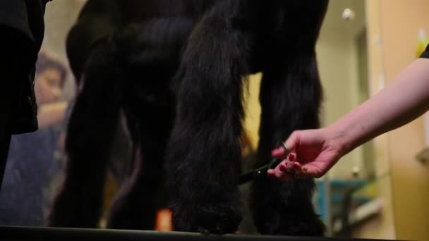 Duas mulheres de close-up tosquia um grande cão preto com tesoura. Cortar as patas . — Vídeo de Stock