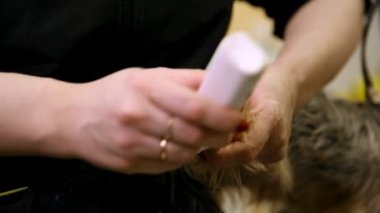 Onun pençeleri üzerinde küçük bir köpek bir kadının el daktilo yakın çekim çivi.