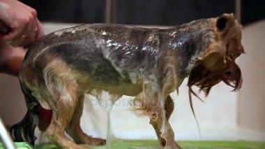 Şampuan yardımıyla hoş olmayan bir koku köpek kürk yorkshire terrier kaldırır..