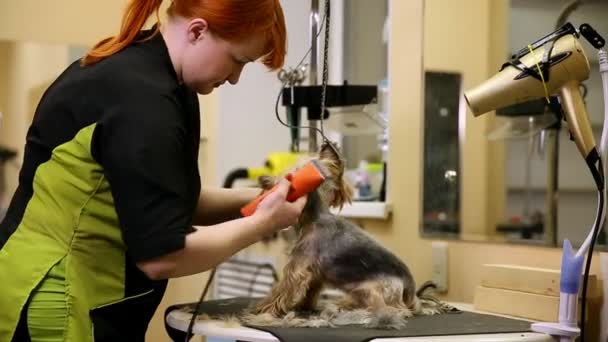 No zoossalon, uma mulher cortador de cabelo groomer tosquia o cabelo de um pequeno cão Yorkshire Terrier . — Vídeo de Stock