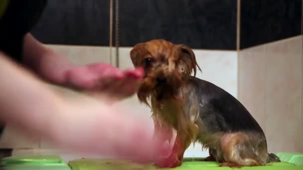Dans la salle de bain, une femme applique du détergent pour chiens sur le Yorkshire terrier et fait mousser ses cheveux avec ses mains . — Video
