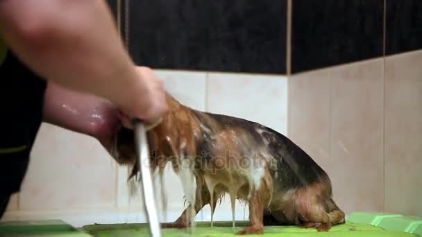 В ванной, женщина думает под душевой головой стиральной тряпки для собак на йоркширском терьере и намыливает волосы руками . — стоковое видео