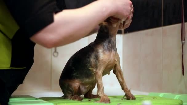 Grumer in the dog wash room apply detergent on the Yorkshire terrier and soap the coat with his hands. — Stock Video
