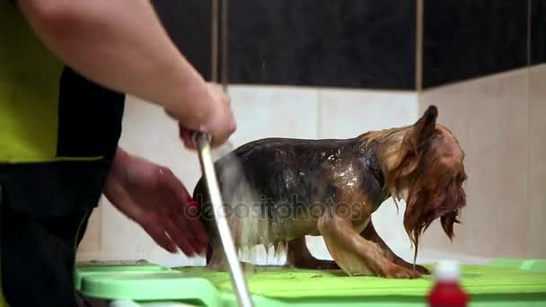 Hund im Badezimmer mit Duschkopf waschen. — Stockvideo