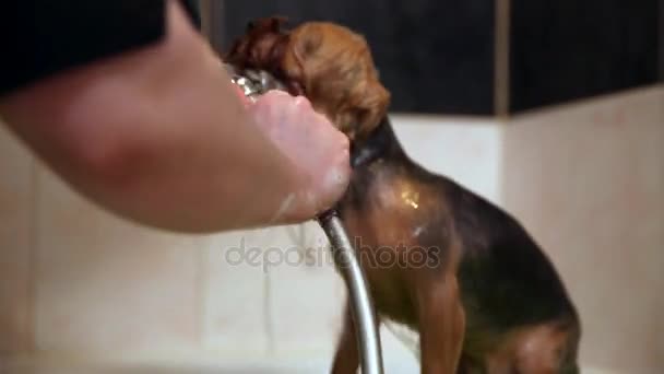 Dans la salle de bain, laver le Yorkshire terrier à l'aide d'un shampooing pour chiens, laver l'eau de lavage avec de l'eau de la douche. Essuyez le chien avec un polentz et prenez-le pour le sécher .