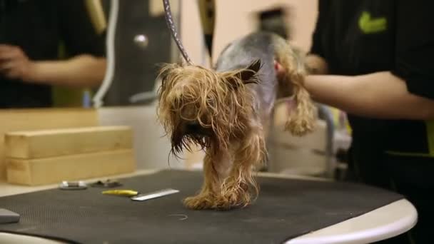 Dry the dog with a hairdryer after washing — Stock Video