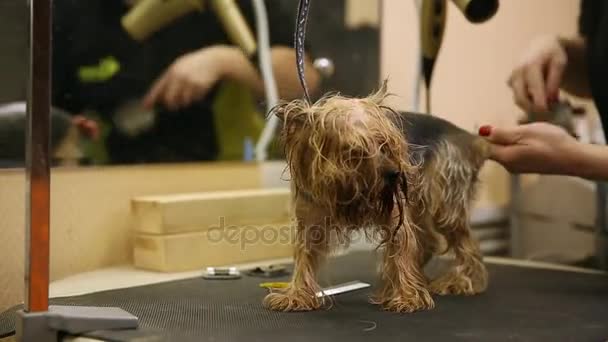 Grummer asciuga il cane con un asciugacapelli e pettini lana in eccesso dopo il lavaggio . — Video Stock
