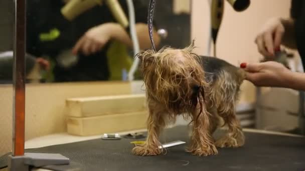 Grummer droogt de hond met een föhn en overtollige wol kammen na het wassen. — Stockvideo