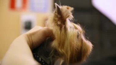 Makas köpekler yüzünde saç kesme. yakın çekim. Saç kesimi ustası