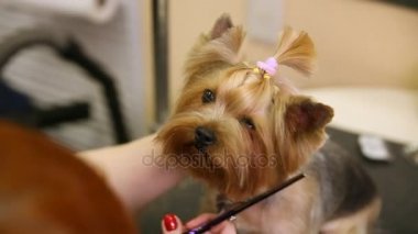 Makas köpekler yüzünde saç kesme. yakın çekim. Evcil hayvanlar için ana saç kesimi