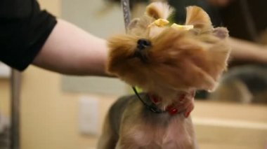 Bir close-up bir saç kurutma makinesi darbeler havaya bir güzellik salonu köpekler yüzünden. Köpek kameraya bakar ve onun pençe yükseltir. Köpek beş kamera için verir.