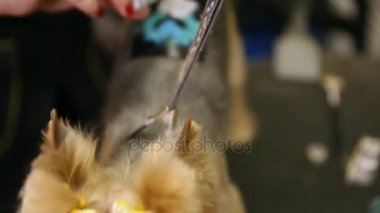 Köpek-clipper köpekler arkasında bir görüntü uygulanır. Dövme köpekler için. Zoosalon.