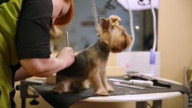 Köpek-clipper köpekler arkasında bir görüntü uygulanır. Dövme köpekler için. Zoosalon