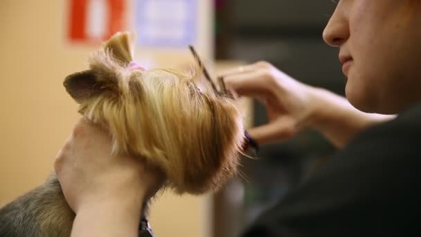 Το Ψαλίδι κόβει τα μαλλιά στο πρόσωπο σκυλιά. γκρο πλαν. Κομμωτήριο ζώων — Αρχείο Βίντεο