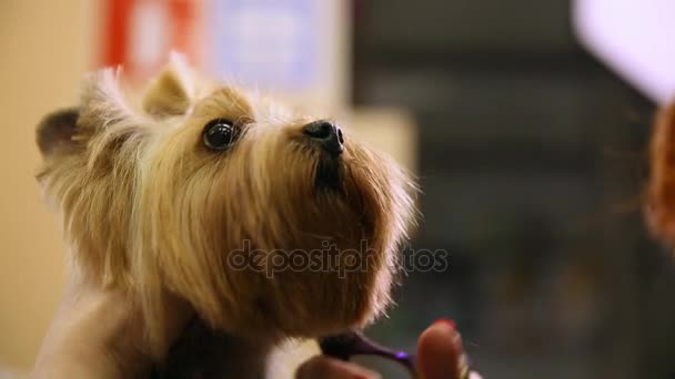 Scissors cut hair on the dogs face. close-up. Yorkshire Terrier Haircut — Stock Video