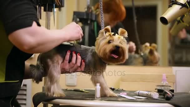 The dog-clipper applies an image on the dogs back. Tattoo for dogs. The zoosalon. — Stock Video