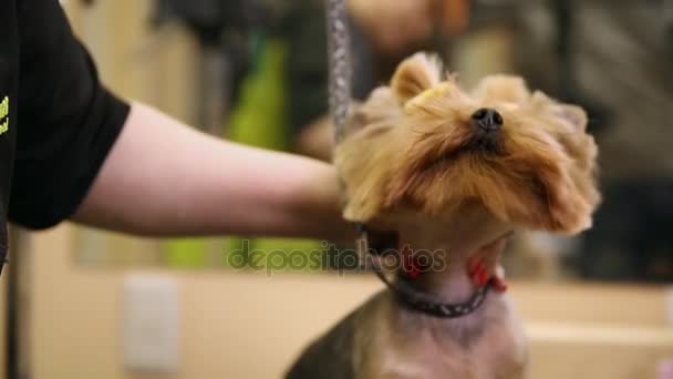 A close-up of a hair dryer blows air into the dogs face in a beauty salon. The dog looks into the camera. — Stock Video