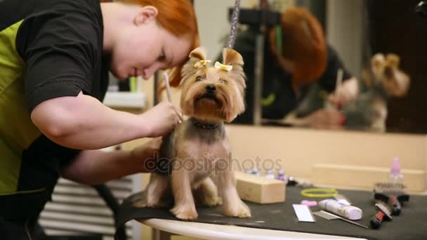 El cortaperros aplica una imagen en la espalda de los perros. Tatuaje para perros. El zoosalon . — Vídeos de Stock