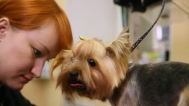 Grummer makası ile bir sergi için a küçük köpek saç keser.