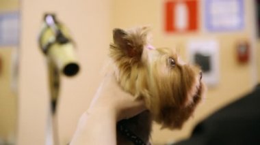 Makas köpekler yüzünde saç kesme. yakın çekim.