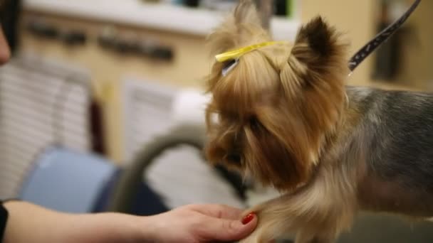 Gruñón con tijeras corta el pelo de un perro pequeño para una exposición . — Vídeo de stock