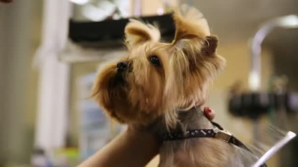 Femme coiffeur professionnel pour chiens habille une bande élastique sur la tête des chiens faisant queues . — Video