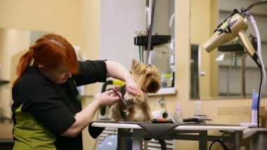 Özel giyim profesyonel damat makası yorkshire terrier yün makasla pençeleri üzerinde bir kadında.