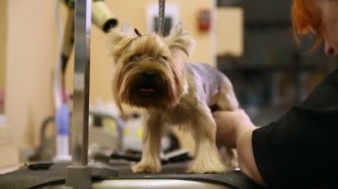 Özel giyim profesyonel damat makası yorkshire terrier yün makasla pençeleri üzerinde bir kadında.