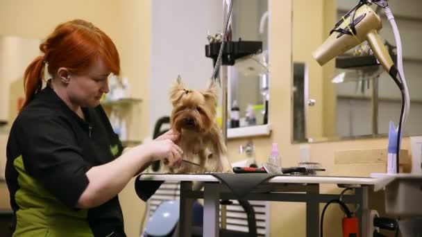 Seorang wanita dalam pakaian khusus groomer profesional gunting yorkshire terrier wol pada cakar dengan gunting . — Stok Video