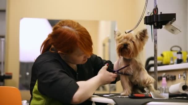 Een vrouw in speciale kleren professionele groomer schaar Terriër van yorkshire wol op poten met een schaar. — Stockvideo