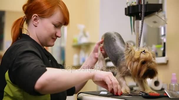 En kvinna i speciella kläder professionell groomer saxar yorkshire terrier ull på tassar med sax. — Stockvideo