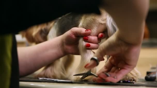 Uma mulher em roupas especiais tesouras Yorkshire terrier lã em patas com tesoura . — Vídeo de Stock
