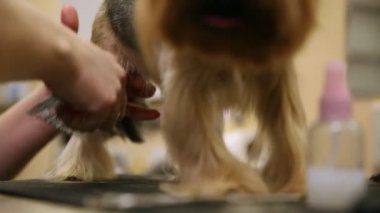 Özel giysili bir kadın Yorkshire terrier yün pençeleri üzerinde makasla atar..