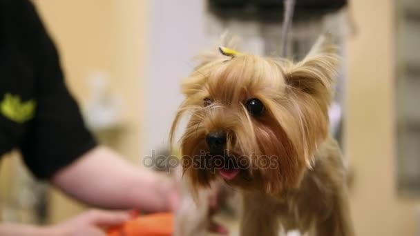 En kvinna i speciella kläder professionell groomer klipper en Yorkshire terrier för en utställning av skönhet. en liten hund. zoosalon. — Stockvideo