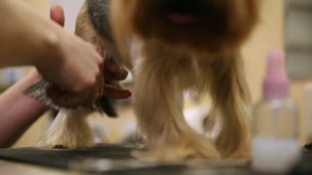 Seorang wanita dalam pakaian khusus gunting Yorkshire terrier wol pada cakar dengan gunting . — Stok Video