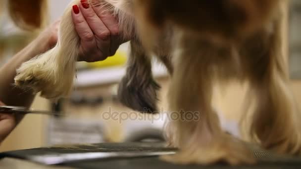 Una donna in abiti speciali taglia lana Yorkshire terrier sulle zampe con le forbici . — Video Stock